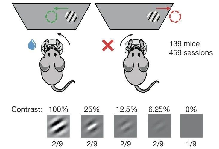 引用:International Brain Laboratory