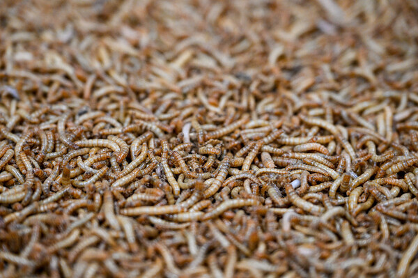 引用：ニューシス