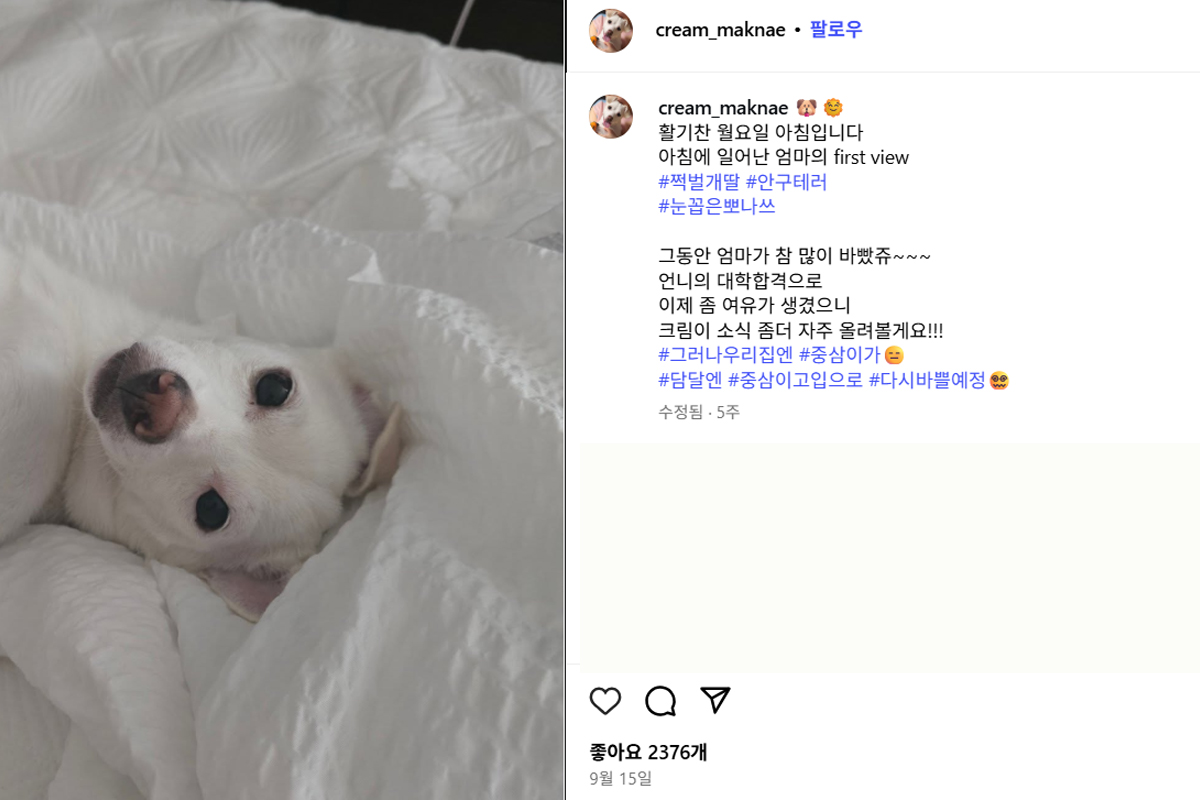 출처: 선혜윤 반려견 SNS 