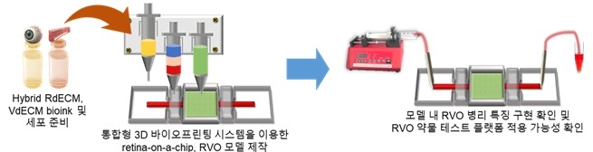 망막 유래 바이오잉크와 3D 바이오프린팅으로 구현한 인공 망막칩 및 RVO 모델 제작 과정