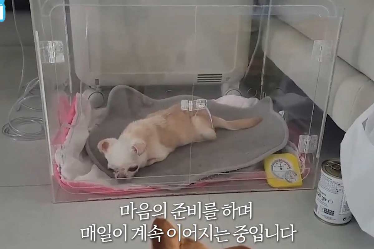 출처 : 유튜브 채널 '밉지않은 관종언니'