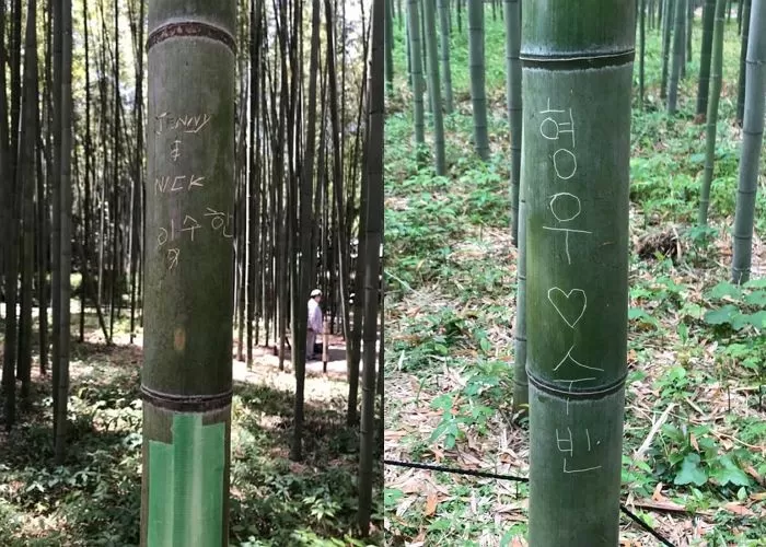 引用:Facebook@Arashiyama Bamboo Forest