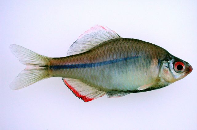 Rhodeus notatus (National Institute of Biological Resources)