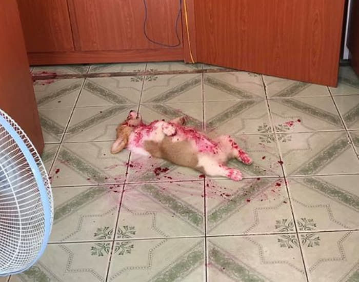 애니멀플래닛
