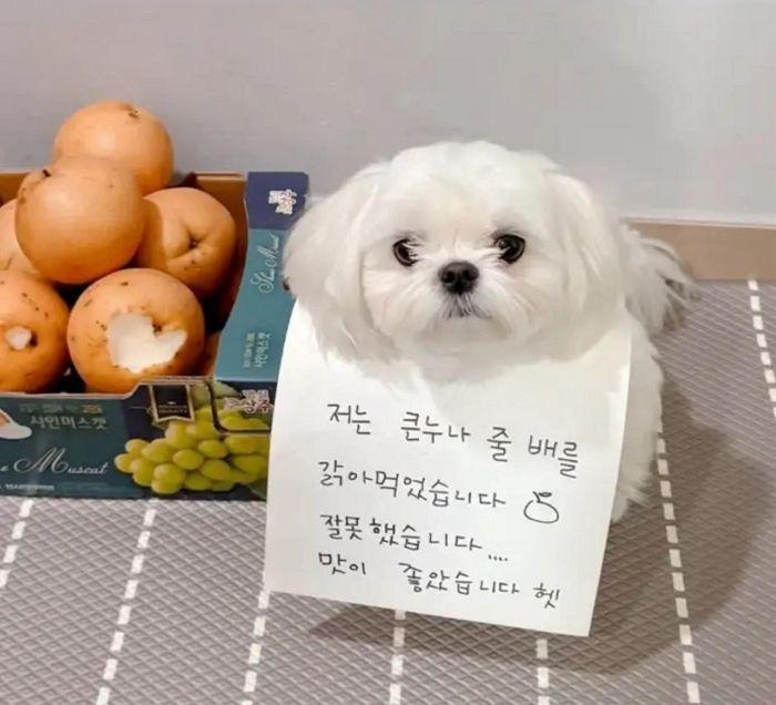 애니멀플래닛