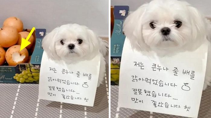 애니멀플래닛