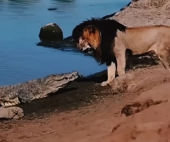 애니멀플래닛
