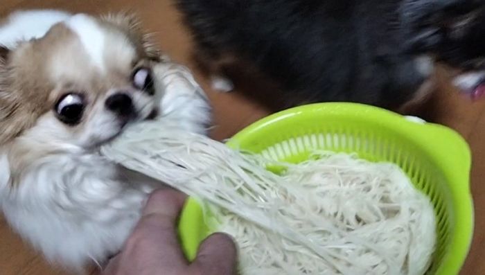 애니멀플래닛