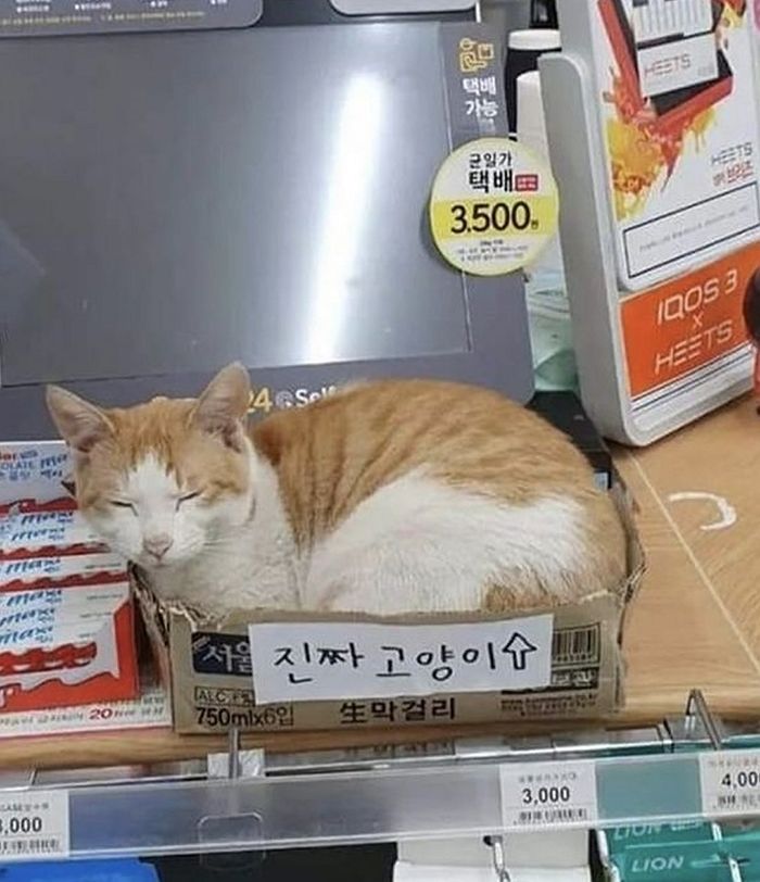 애니멀플래닛