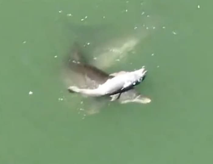 引用:X @SeeThroughCanoe