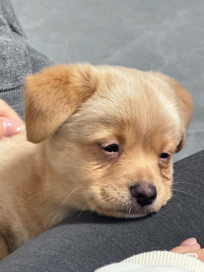 애니멀플래닛
