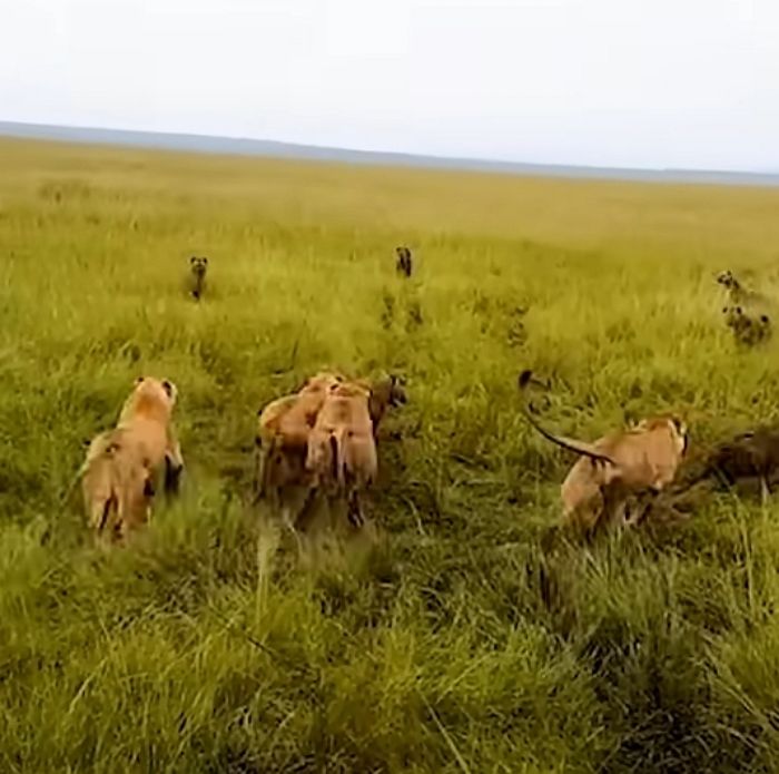 애니멀플래닛