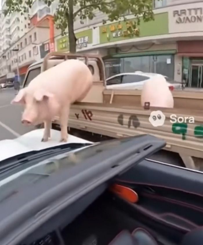 애니멀플래닛