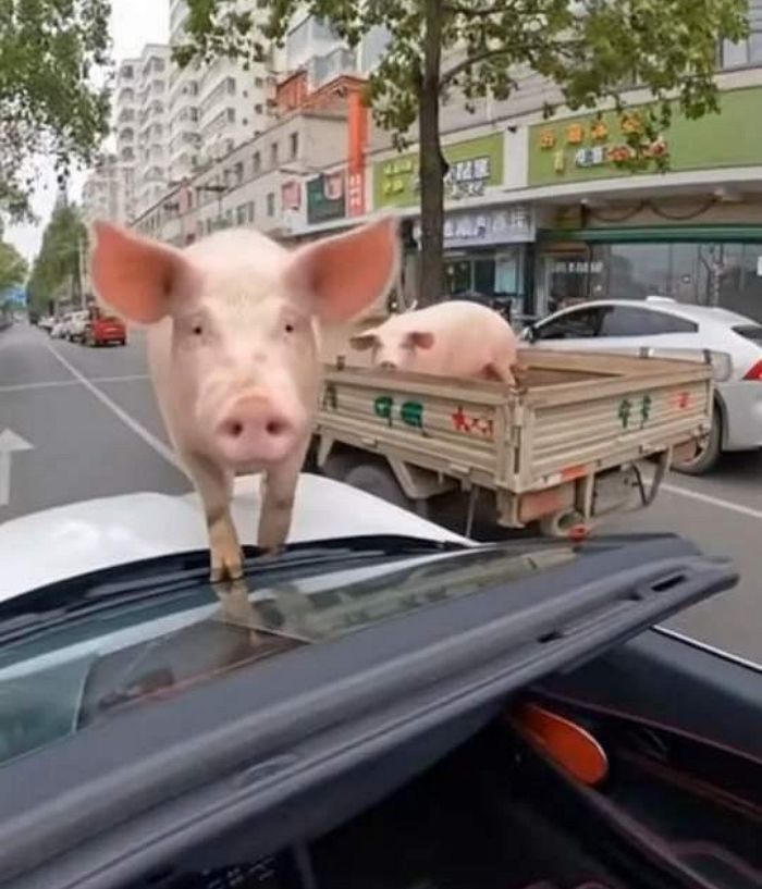 애니멀플래닛