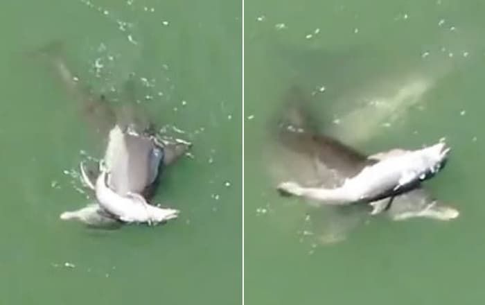 引用:X @SeeThroughCanoe