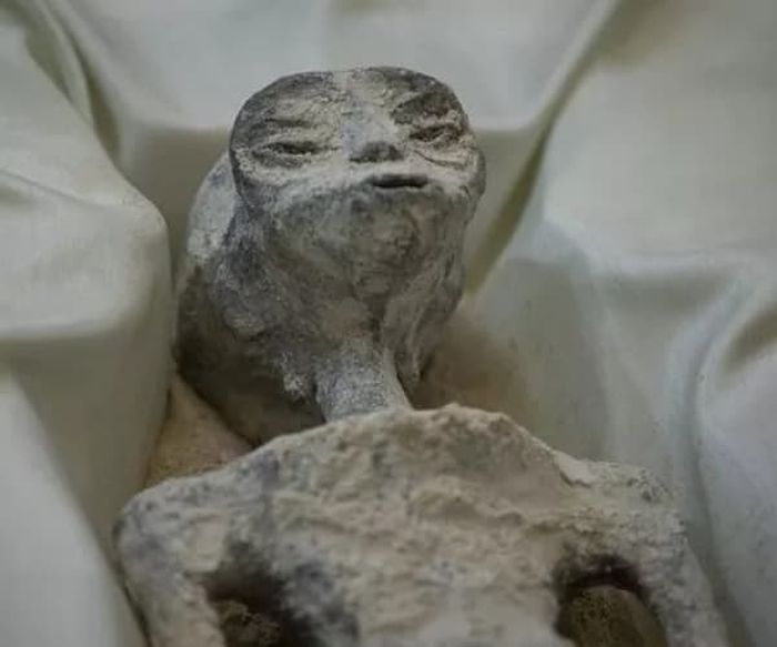 引用:デイリー・スター