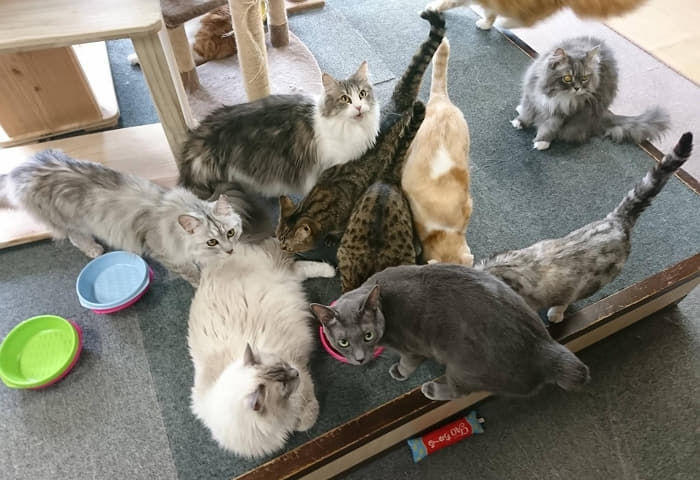 引用:YouTube『猫カフェ キャッチー』