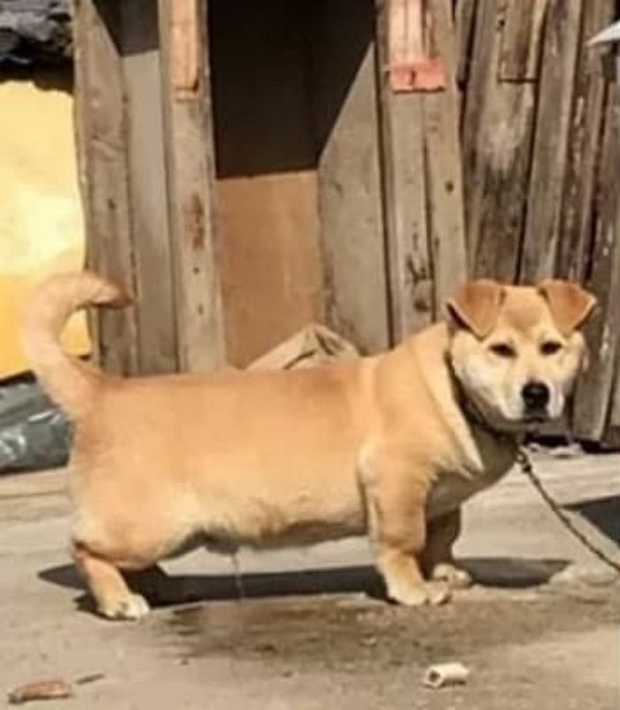 애니멀플래닛