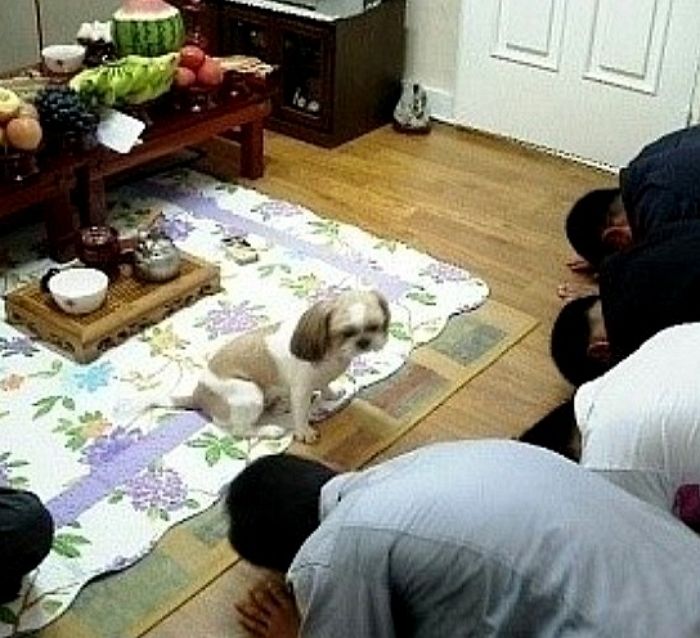 애니멀플래닛