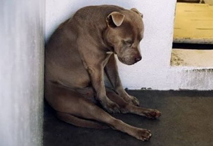 引用：Carson Animal Services Facility