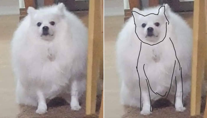 애니멀플래닛