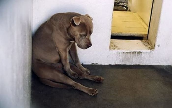 引用：Carson Animal Services Facility
