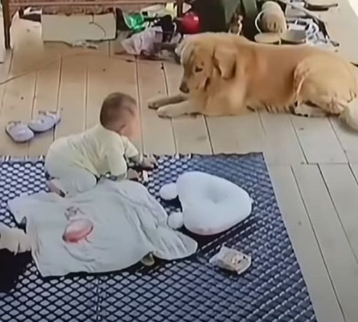 애니멀플래닛