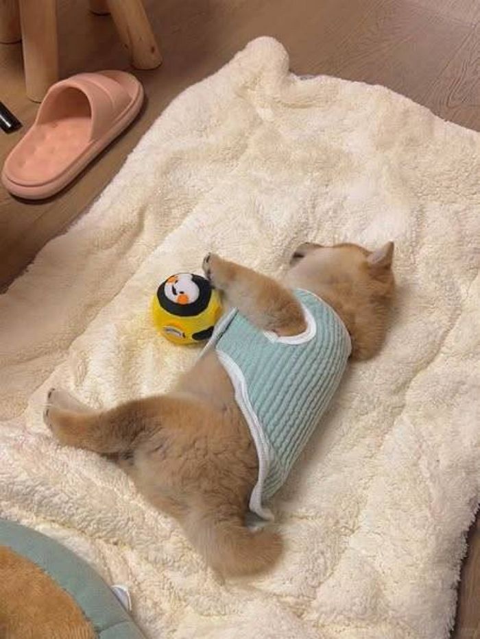 애니멀플래닛