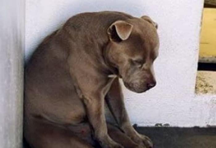 引用：Carson Animal Services Facility