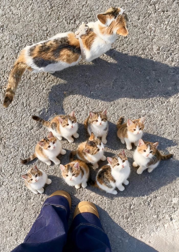 애니멀플래닛