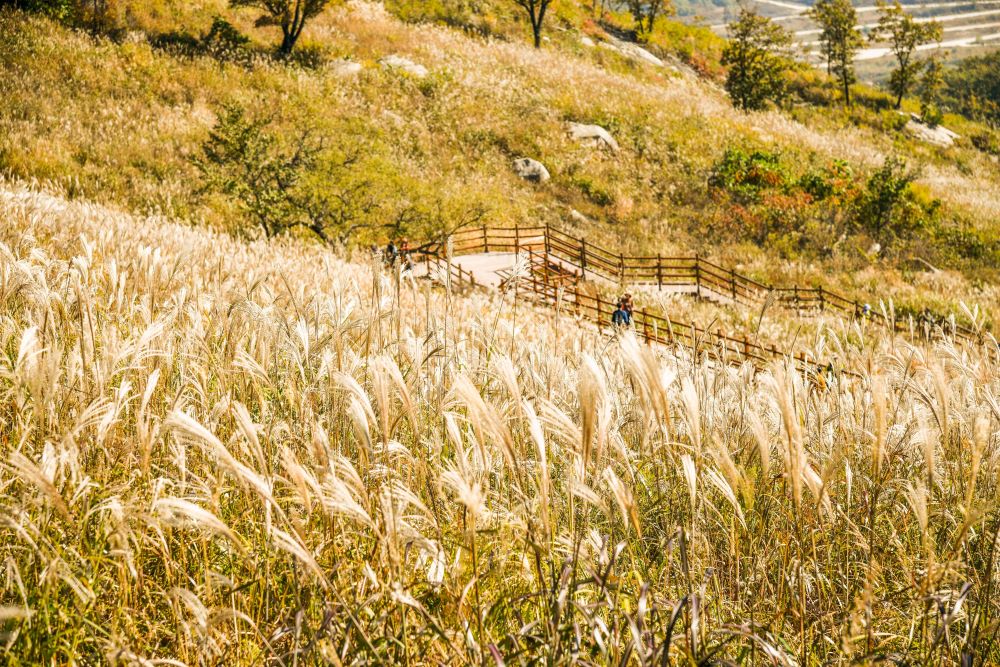 명성산 억새밭 / 사진=한국관광공사 포토코리아@라이브스튜디오