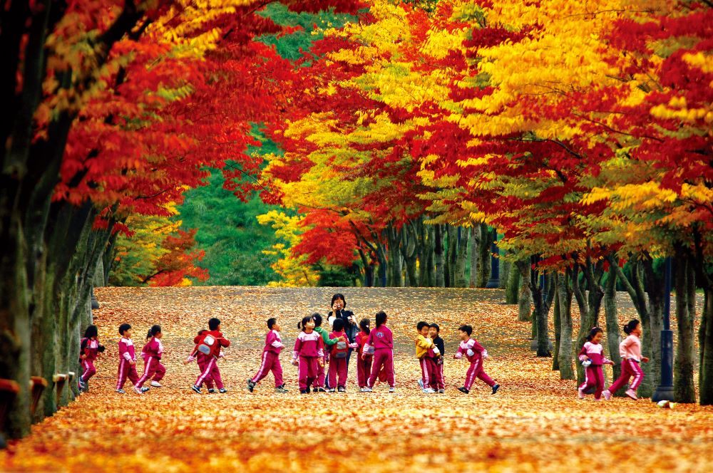 울산체육공원 마로니에 단풍길 / 사진=울산시@고수경