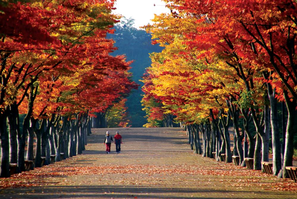 마로니에길 / 사진=울산시@이장림