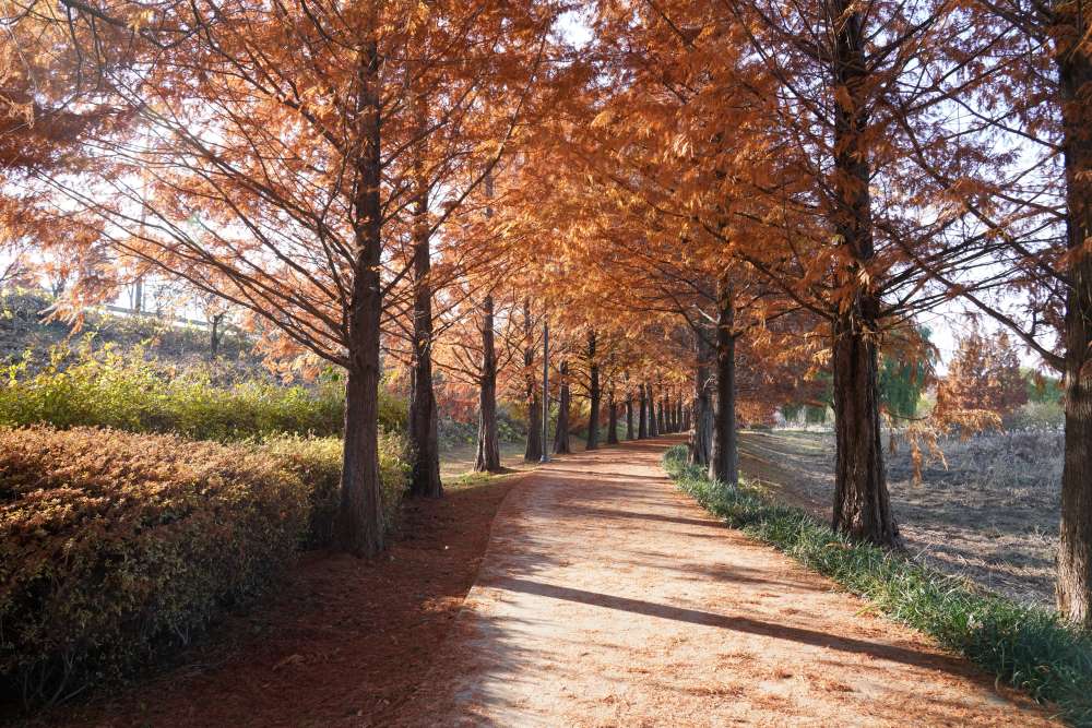 1.2km의 단풍 메타세쿼이아 / 사진=하남시@시민명예기자 정순옥