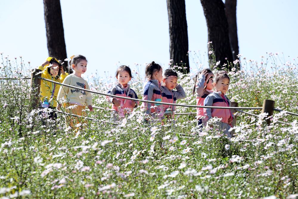 [지방정원] 아이들과 함께 해도 좋은 구절초꽃축제 / 사진=정읍시