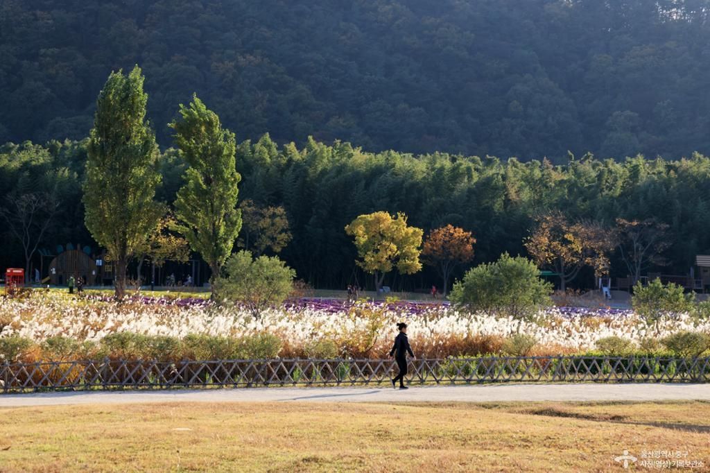 태화강국가정원의 가을 / 사진=울산 중구 기록보관소