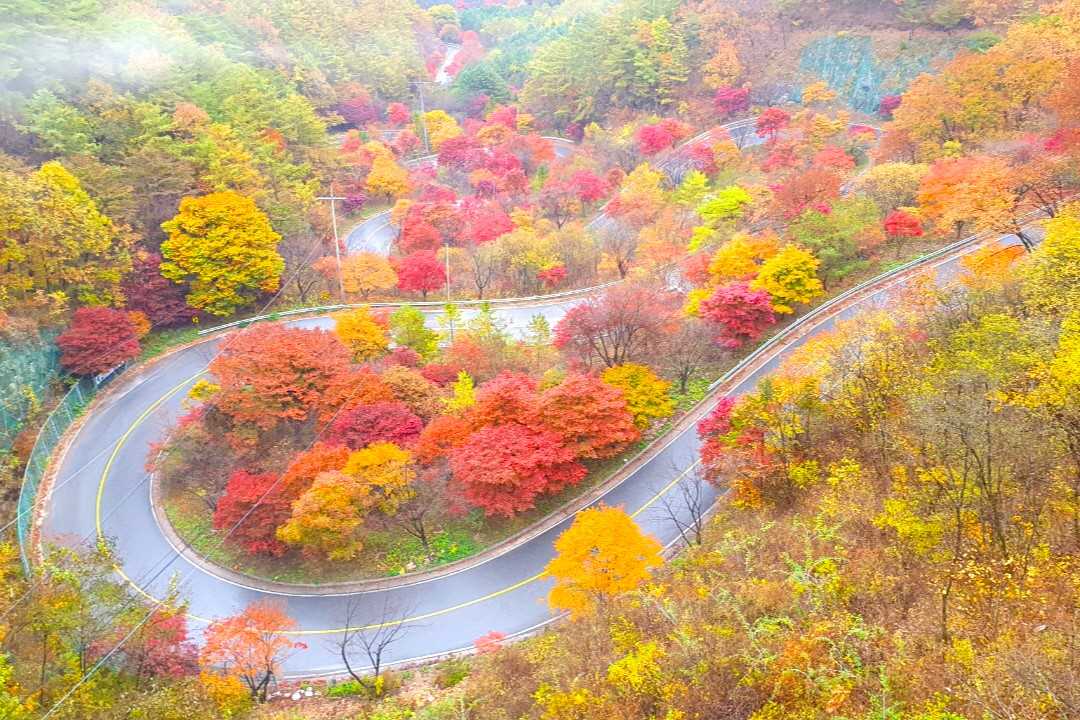 보발재 단풍 드라이브 / 사진=단양군