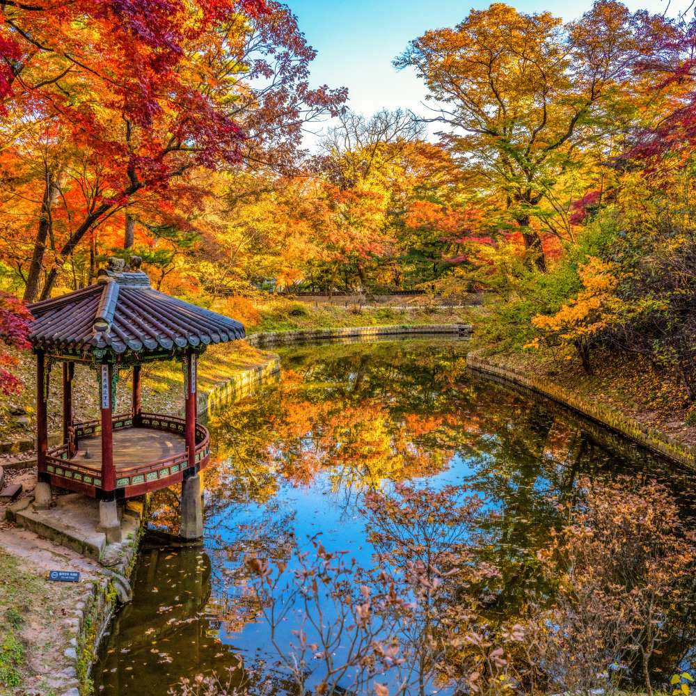 창경궁 단풍 / 사진=서울아카이브