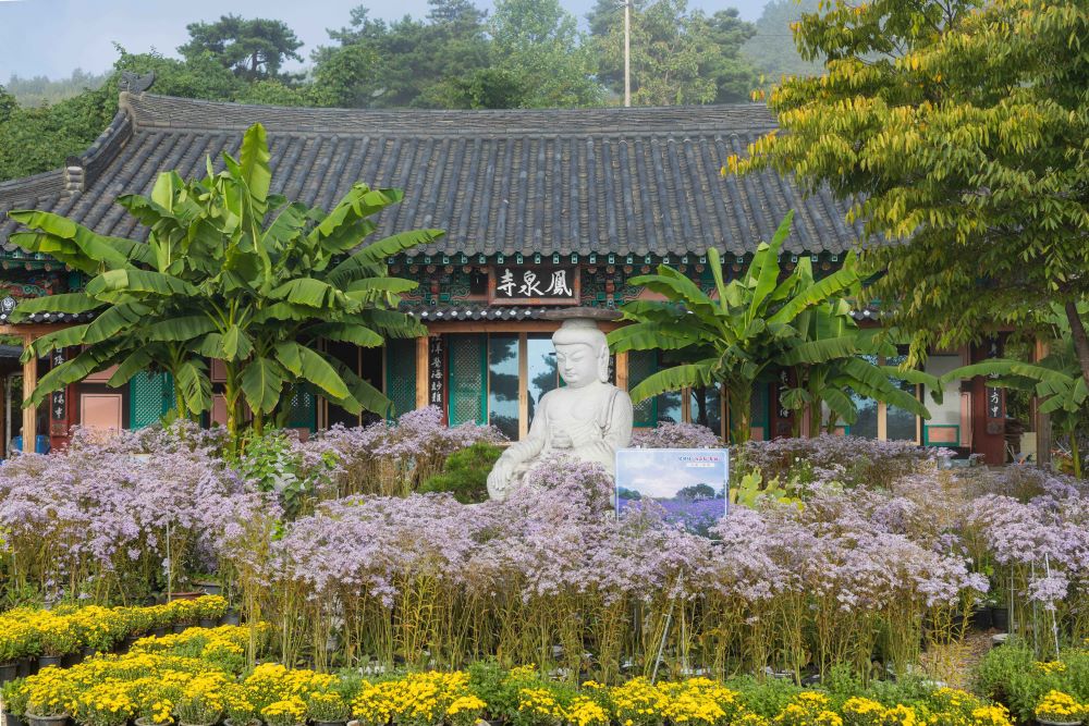 봉천사 개미취 / 사진=한국관광공사 포토코리아@박장용
