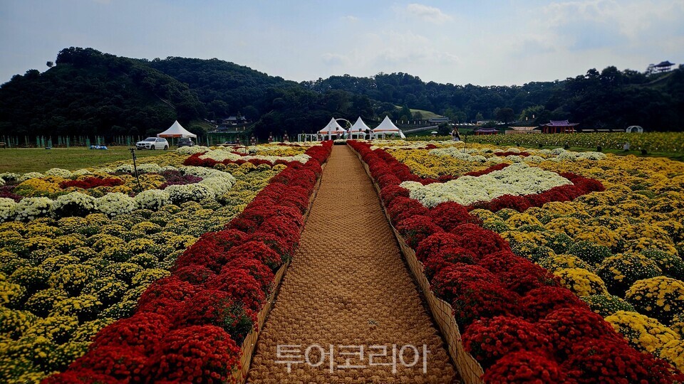 ‘제71회 백제문화제’ 를 더욱 돋보이게할 미르섬 가을꽃밭