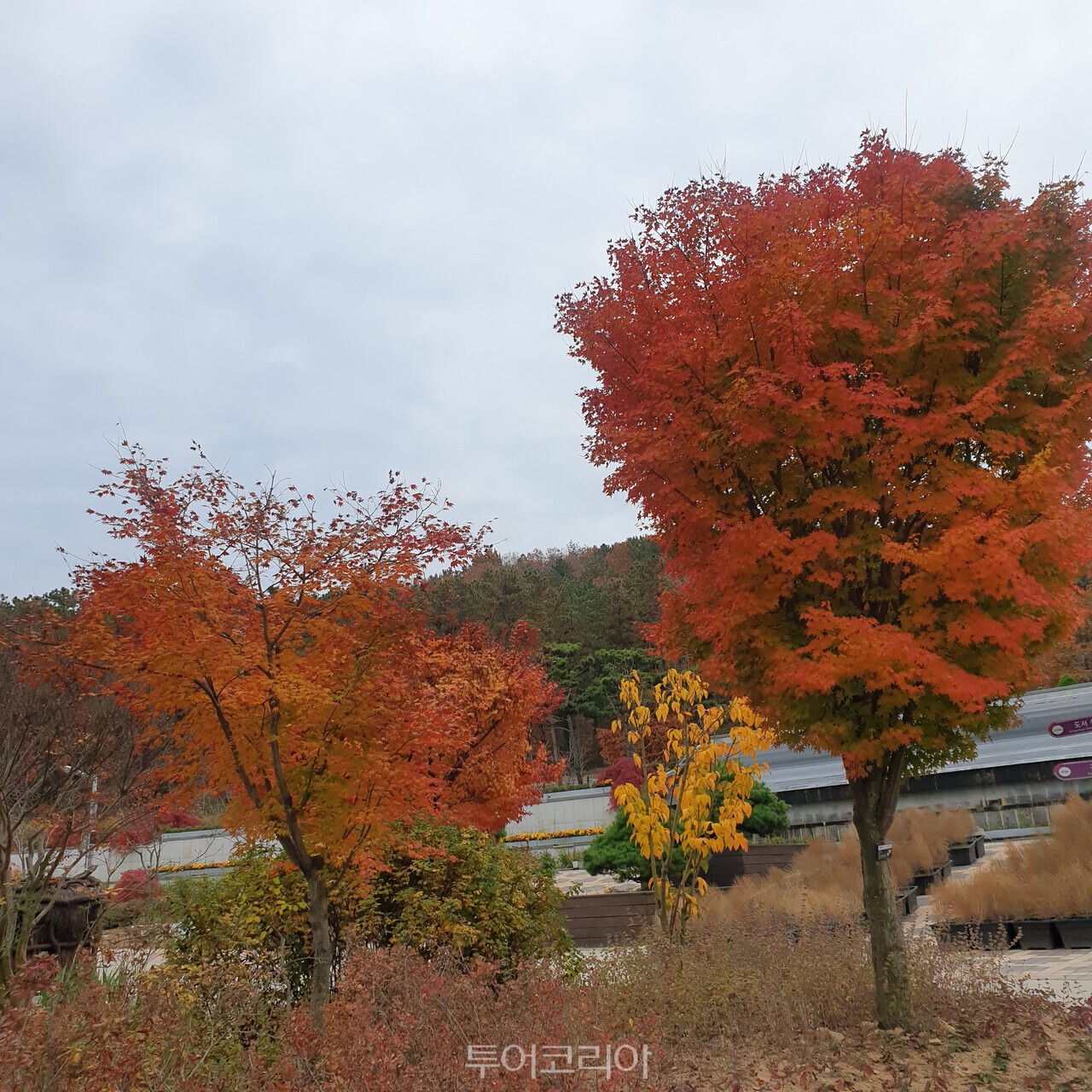바다향기수목원 단풍 바다너울원+수크령+결초보은 벽천의+가을 벽천의+가을+댑싸리 바다향기수목원+가을+호박+전시 /사진-경기도