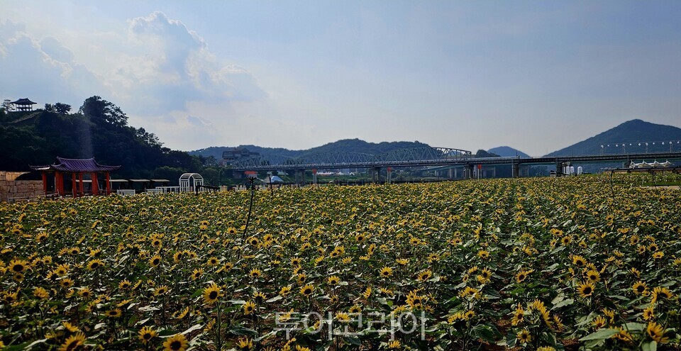 ‘제71회 백제문화제’ 를 아름답게 장식할 코스모스 꽃밭