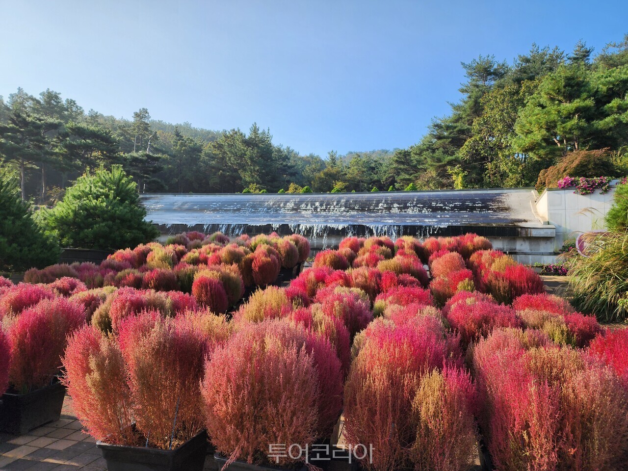 바다향기수목원 단풍 바다너울원+수크령+결초보은 벽천의+가을 벽천의+가을+댑싸리 바다향기수목원+가을+호박+전시 /사진-경기도