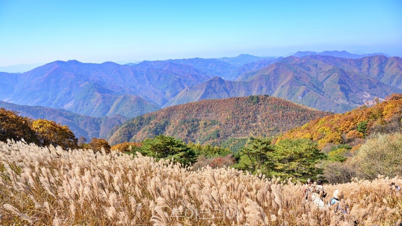 민둥산 가을 억새풍경/사진-정선군