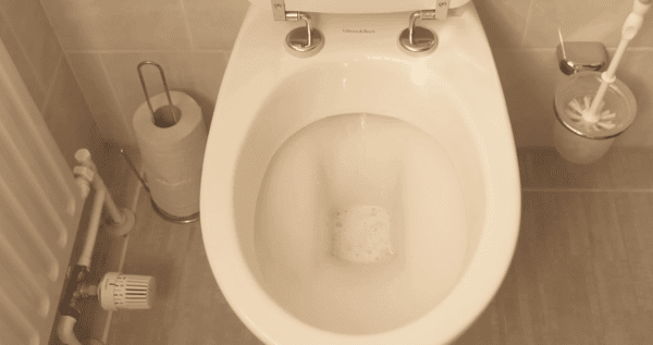 smart fox