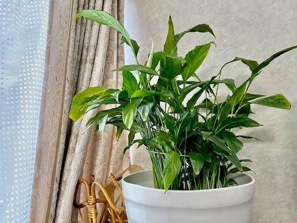 greensnap