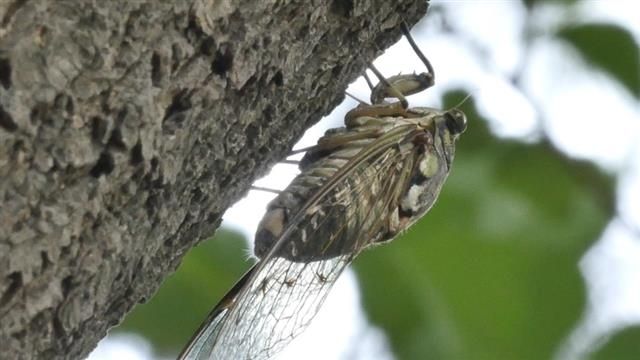 引用: 韓国・国立生物資源館