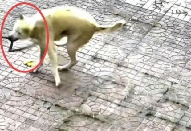  引用：サウスチャイナ・モーニング・ポスト