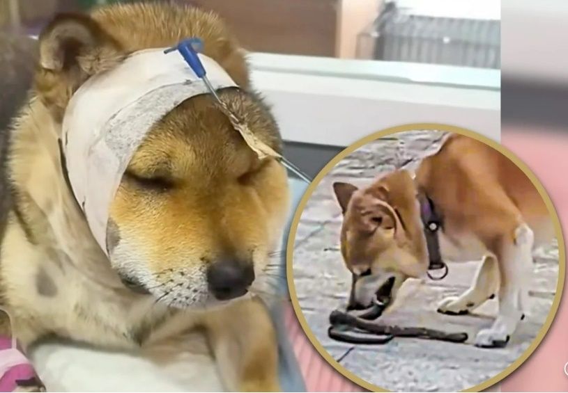  引用：サウスチャイナ・モーニング・ポスト