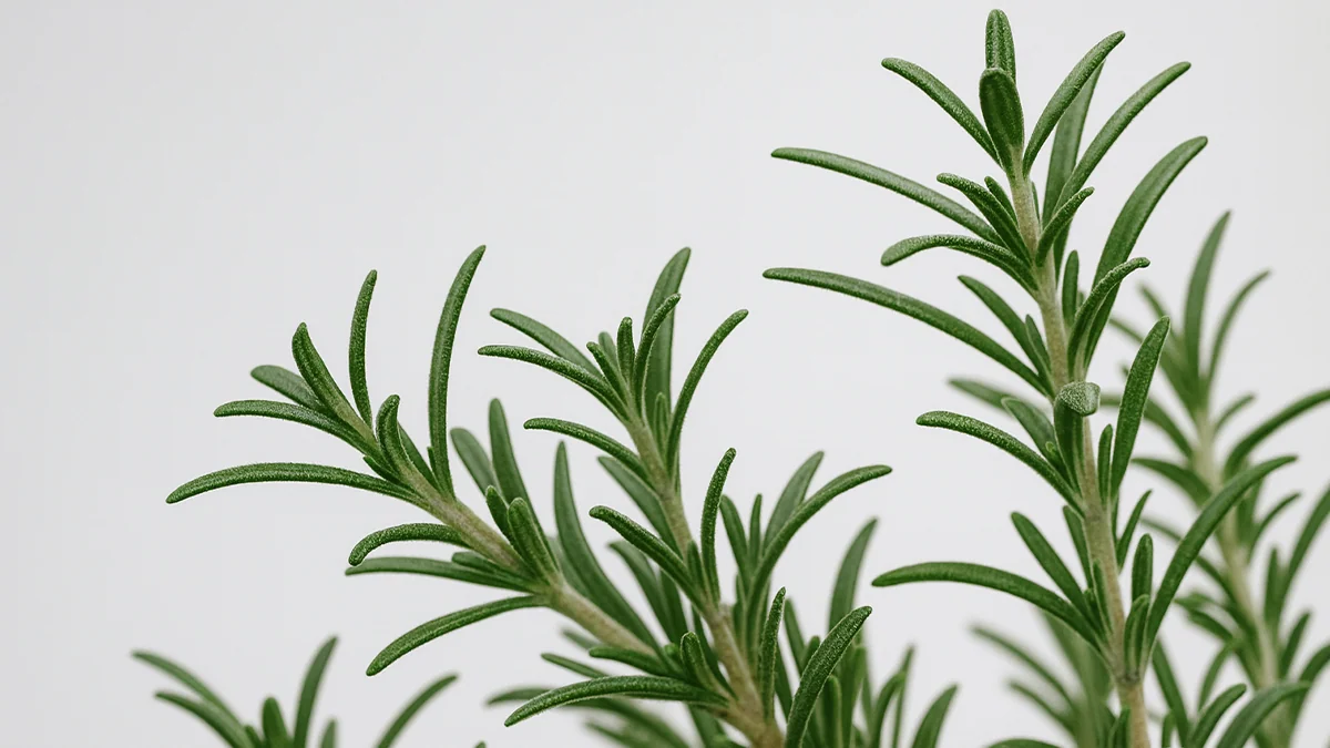 rosemary-3
